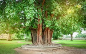 Bodhi Tree